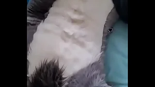 Fursuit gozando muito